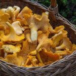В яких випадках гриби категорично не можна мити