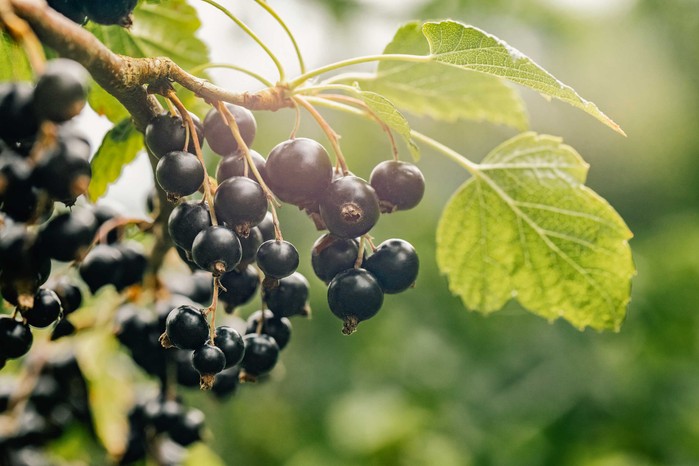 15 продуктів для покращення роботи мозку, пам'яті та концентрації 11