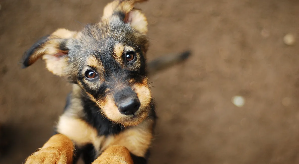День собаки: чим пригостити улюбленця та його господаря 1 День собаки: чим пригостити улюбленця та його господаря 1