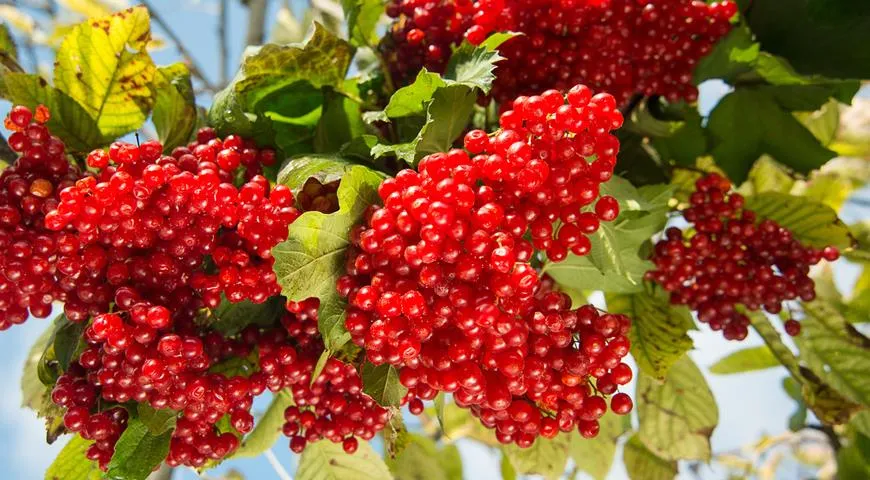 6 осінніх ягід 2026 року для міцних судин: відкриття року від Gastronom.ru 10 6 осінніх ягід 2026 року для міцних судин: відкриття року від Gastronom.ru 10