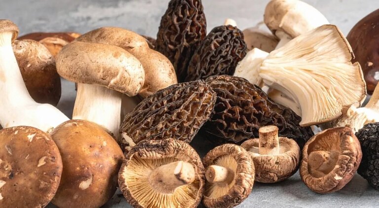 «Супергрибы»: наукові відкриття 2026 року та як їх готувати — Gastronom.ru 20 «Супергрибы»: наукові відкриття 2026 року та як їх готувати — Gastronom.ru 20