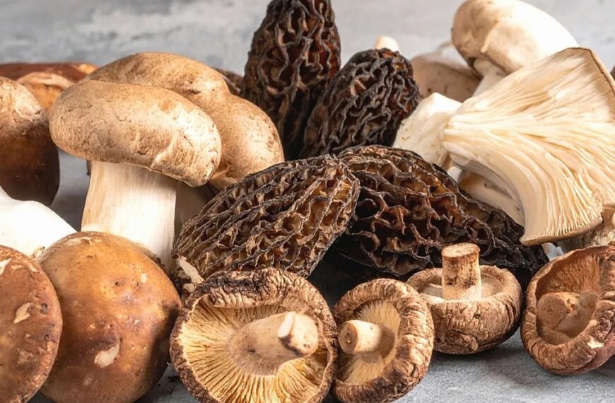 Головна 28 «Супергрибы»: наукові відкриття 2026 року та як їх готувати — Gastronom.ru