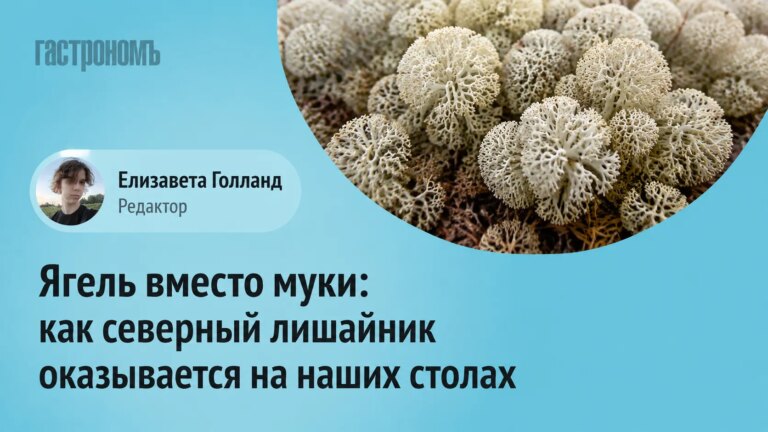 Ягель замість борошна: як північний лишайник потрапив на наші столи 24 Ягель замість борошна: як північний лишайник потрапив на наші столи 24